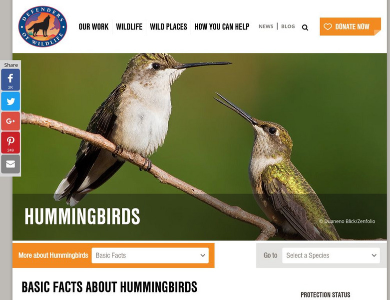 Defenders of Wildlife: Hummingbird Article