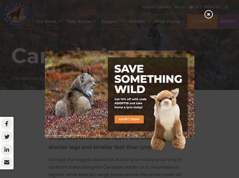 Defenders of Wildlife: Lynx Article