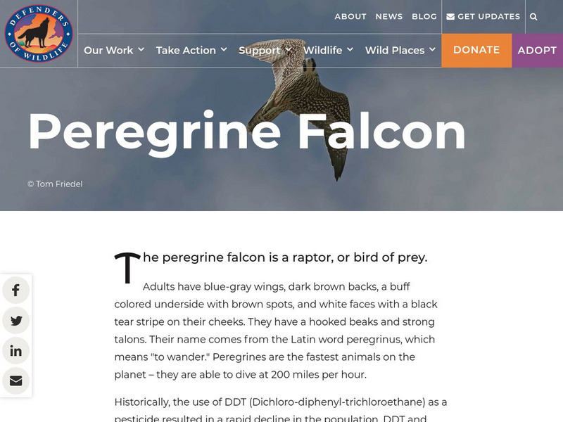 Defenders of Wildlife: Peregrine Falcon Article Defenders of Wildlife: Peregrine Falcon Article