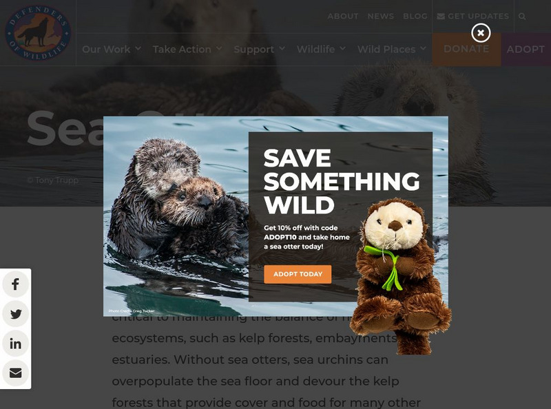 Defenders of Wildlife: Sea Otter Article Defenders of Wildlife: Sea Otter Article