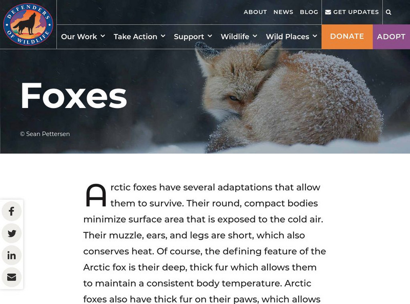 Defenders of Wildlife: Swift Fox Article Defenders of Wildlife: Swift Fox Article