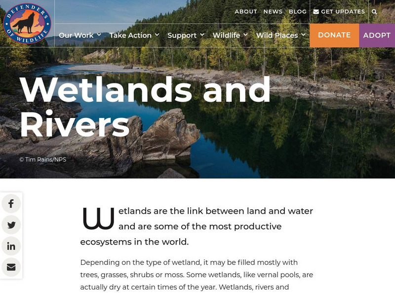 Defenders of Wildlife: Wetlands Habitat Article