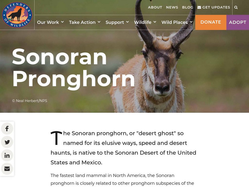Defenders of Wildlife: Sonoran Pronghorn Article Defenders of Wildlife: Sonoran Pronghorn Article