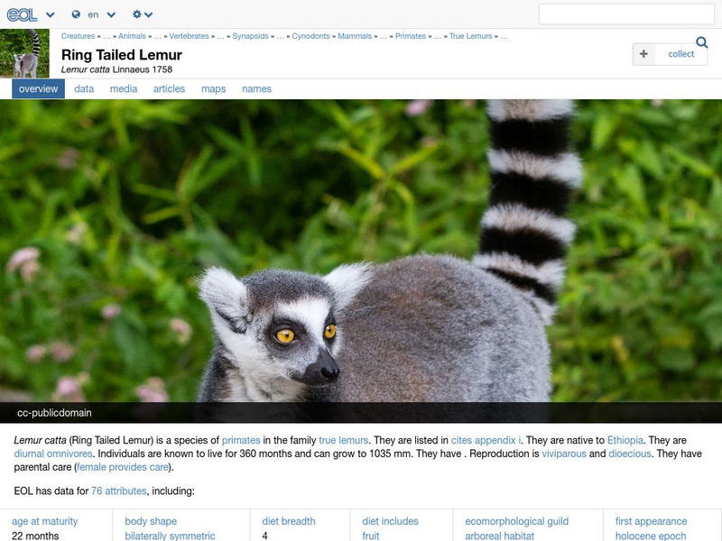 Encyclopedia of Life: Ring Tailed Lemur Handout Encyclopedia of Life: Ring Tailed Lemur Handout