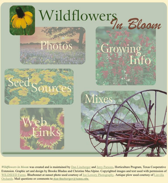 Texas a & M University: Wildflowers in Bloom Handout Texas a & M University: Wildflowers in Bloom Handout