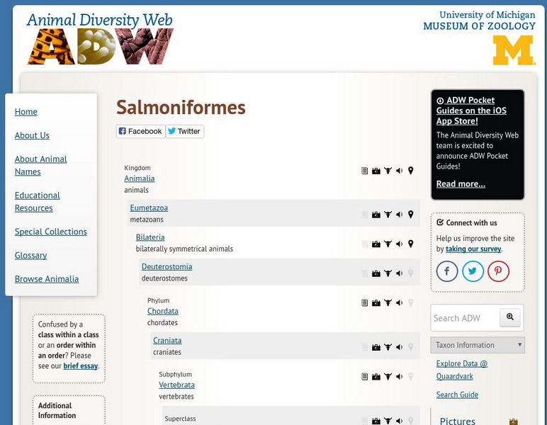 Animal Diversity Web: Salmoniformes Handout Animal Diversity Web: Salmoniformes Handout