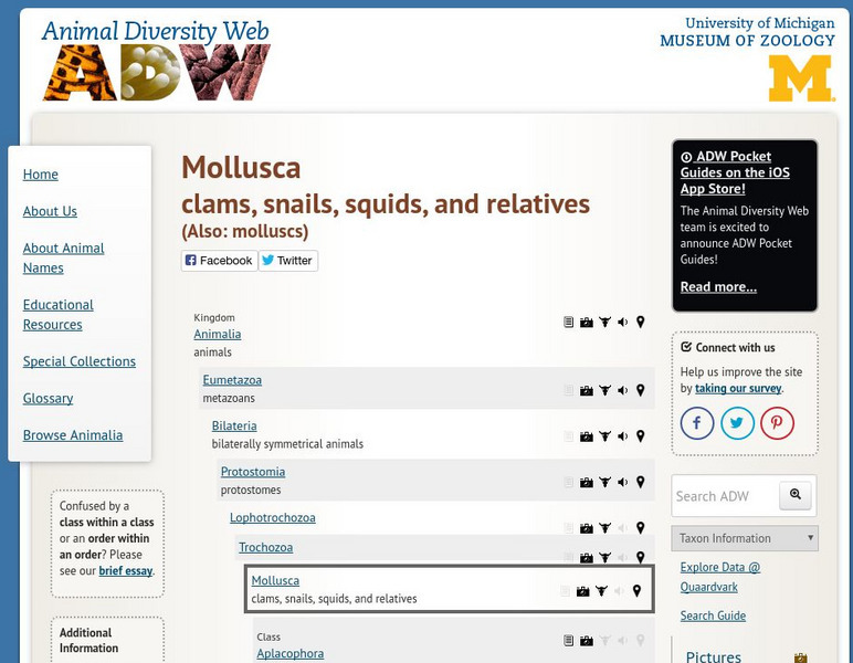 Animal Diversity Web: Phylum Mollusca (Mollusks) Handout Animal Diversity Web: Phylum Mollusca (Mollusks) Handout