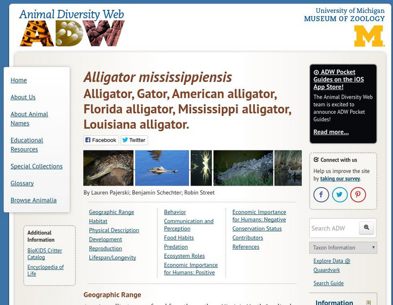 Animal Diversity Web: American Alligator Handout