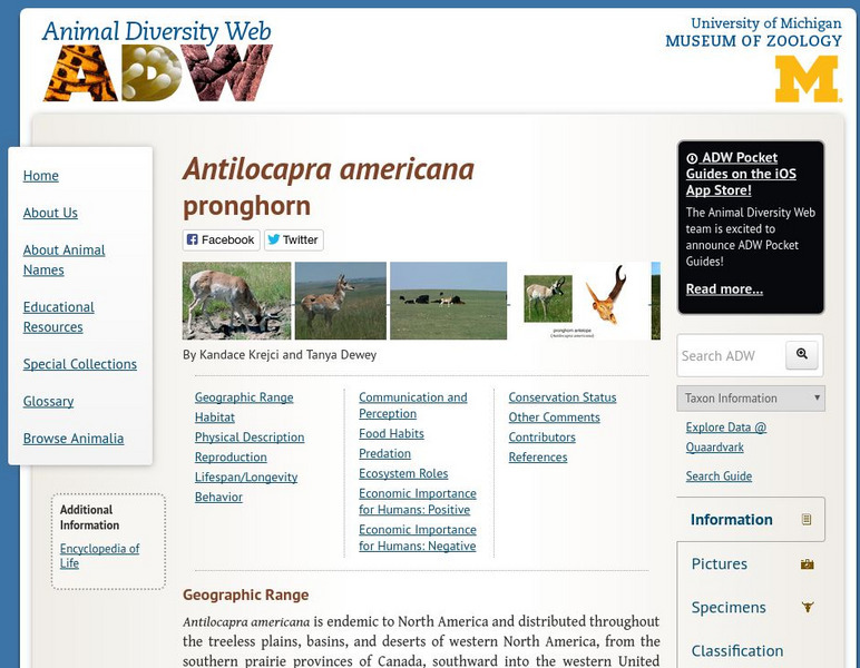 Animal Diversity Web: Pronghorn Handout