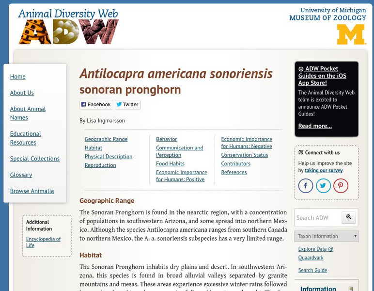 Animal Diversity Web: Antilocapra Americana Sonoriensis Handout Animal Diversity Web: Antilocapra Americana Sonoriensis Handout