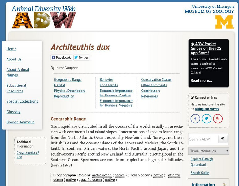 Animal Diversity Web: Giant Squid Handout Animal Diversity Web: Giant Squid Handout