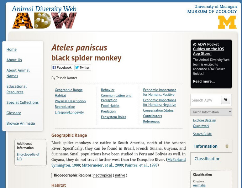 Animal Diversity Web: Black Spider Monkey Handout Animal Diversity Web: Black Spider Monkey Handout