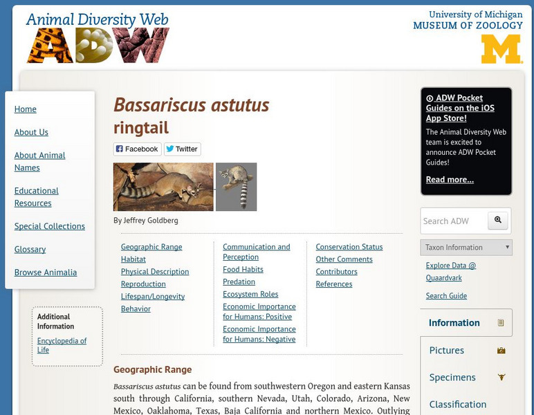 Animal Diversity Web: Ringtail Handout