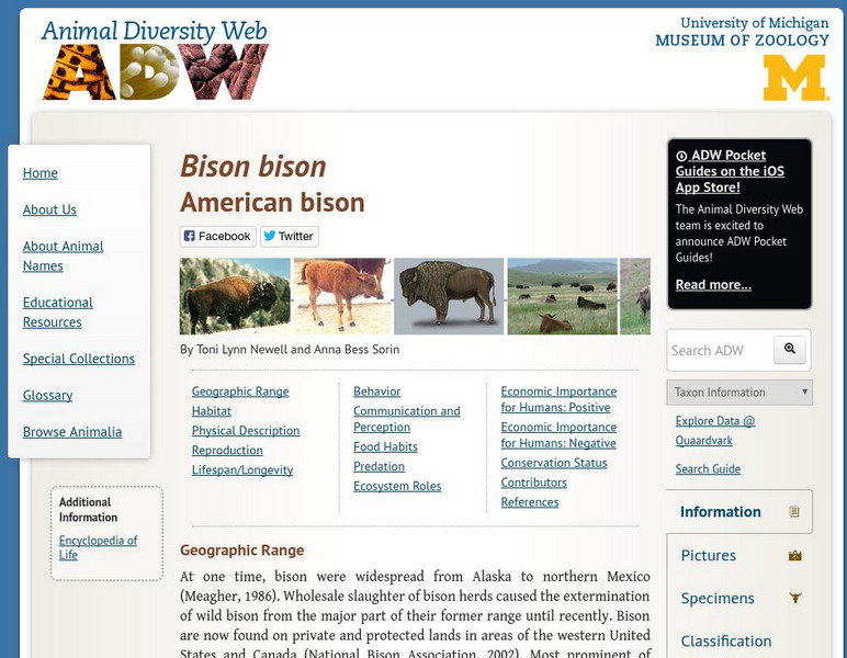 Animal Diversity Web: American Bison Handout Animal Diversity Web: American Bison Handout