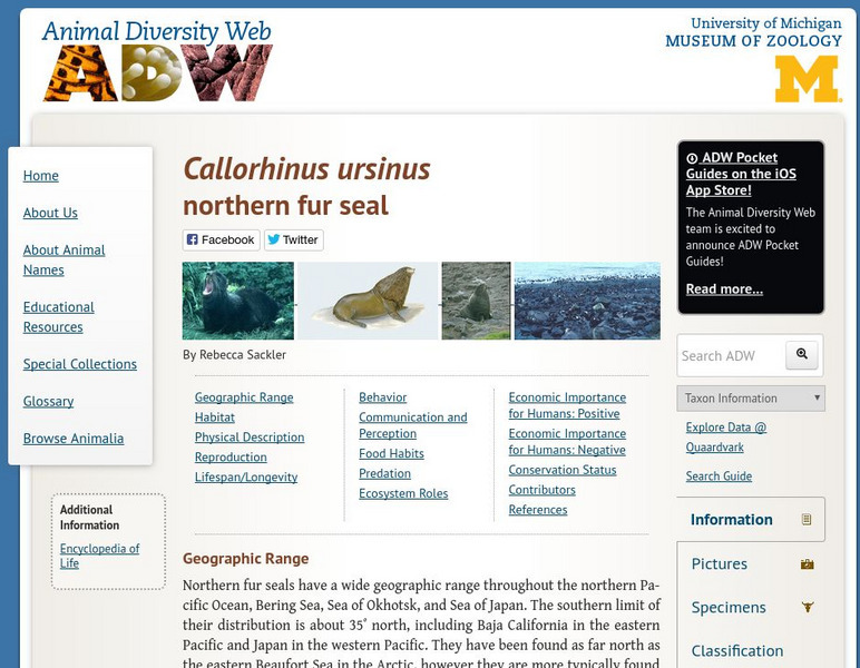 Animal Diversity Web: Northern Fur Seal Handout