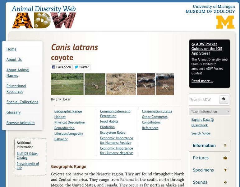 Animal Diversity Web: Coyote Handout