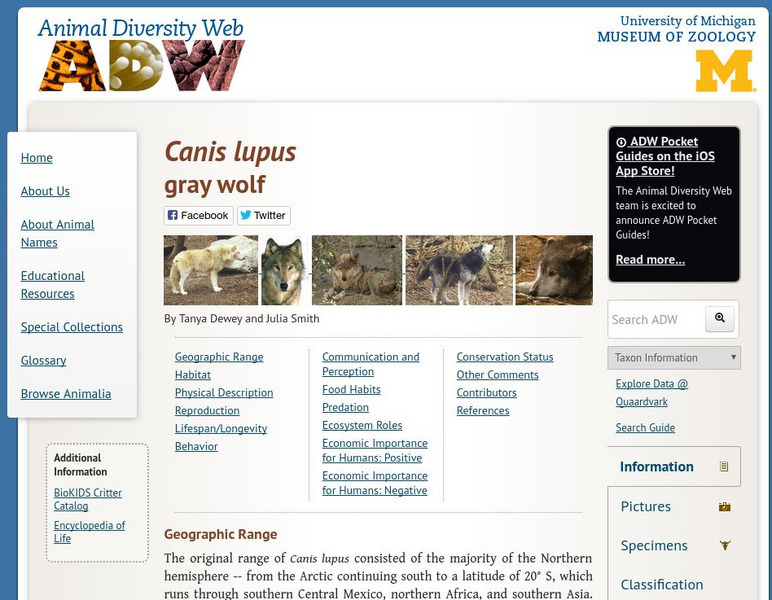 Animal Diversity Web: Gray Wolf Handout Animal Diversity Web: Gray Wolf Handout
