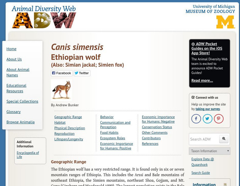 Animal Diversity Web: Simian Jackal (Canis Simensis) Handout
