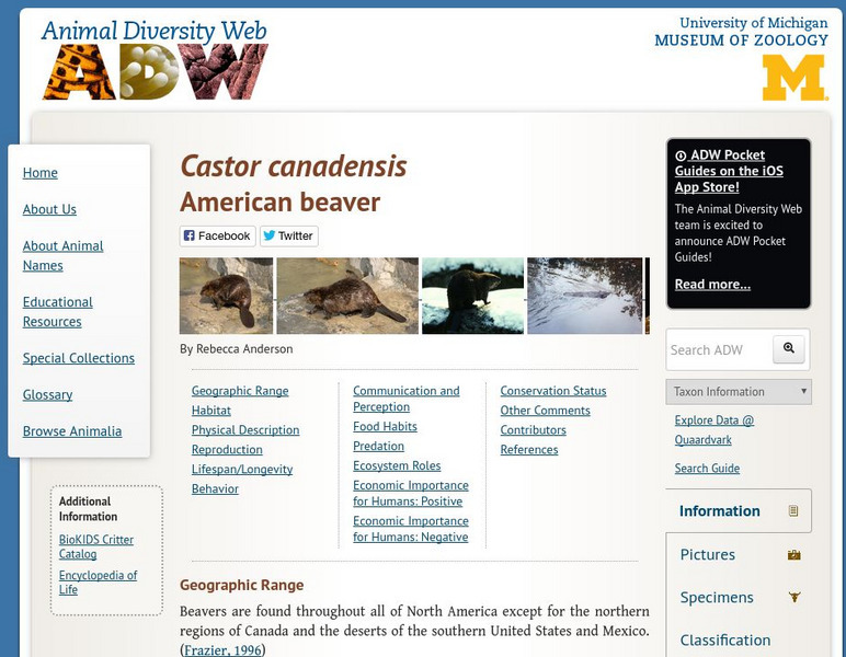 Animal Diversity Web: American Beaver Handout