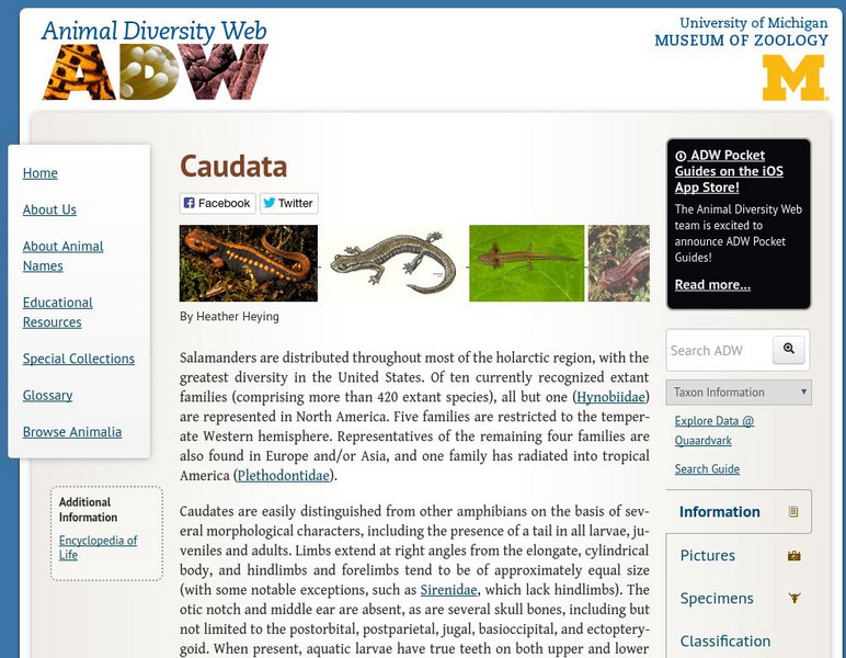 Animal Diversity Web: Caudata Handout