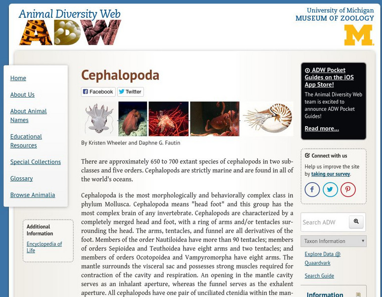 Animal Diversity Web: Class Cephalopoda Handout