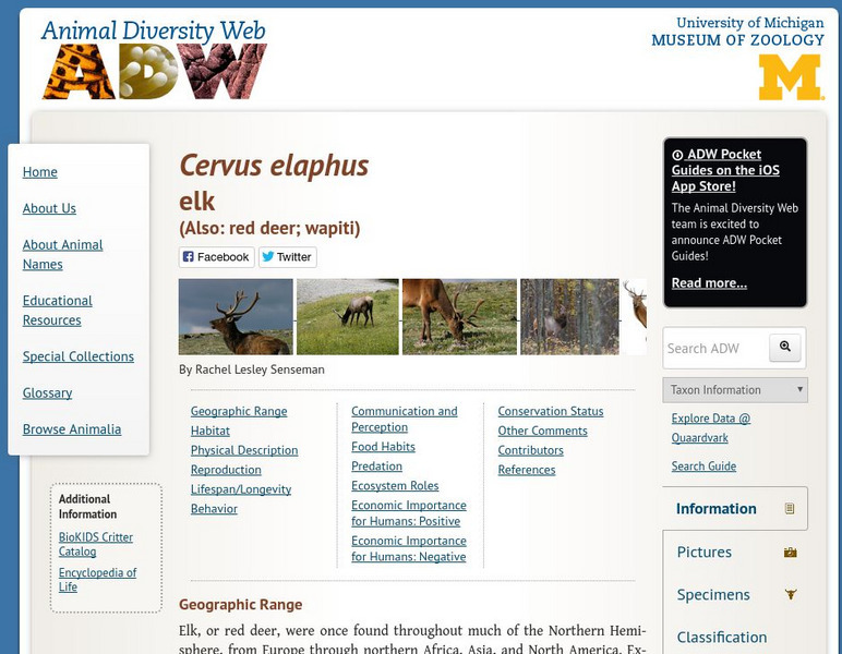 Animal Diversity Web: Elk Handout