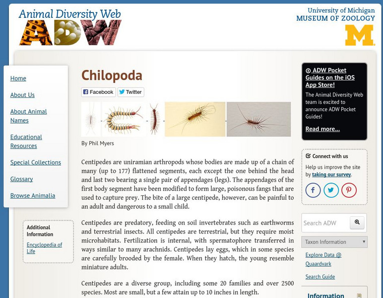 Animal Diversity Web: Class Chilopoda (Centipedes) Handout