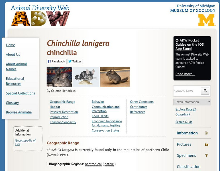 Animal Diversity Web: Chinchilla Lanigera Handout Animal Diversity Web: Chinchilla Lanigera Handout