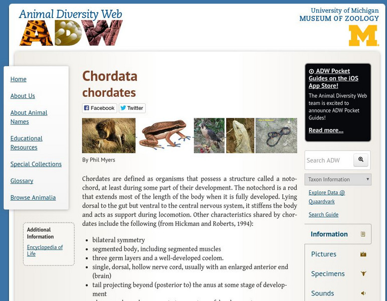 Animal Diversity Web: Phylum Chordata (Chordates) Handout