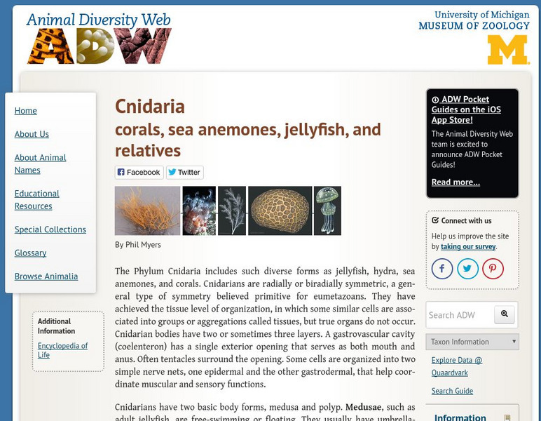 Animal Diversity Web: Cnidaria Handout
