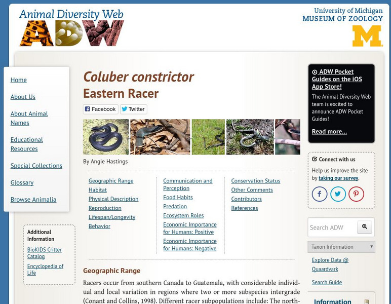 Animal Diversity Web: Eastern Racer Handout Animal Diversity Web: Eastern Racer Handout