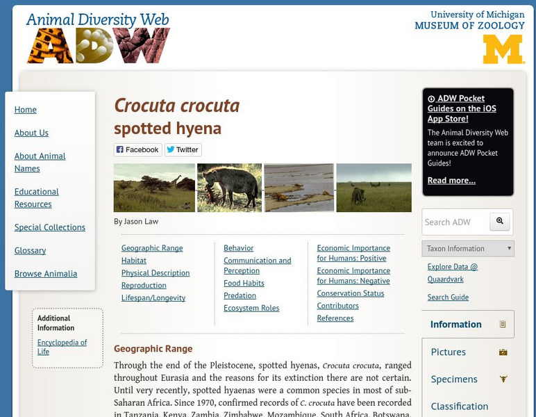 Animal Diversity Web: Spotted Hyena Handout