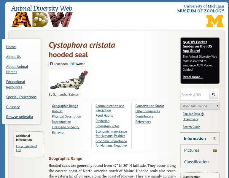 Animal Diversity Web: Hooded Seal Handout Animal Diversity Web: Hooded Seal Handout