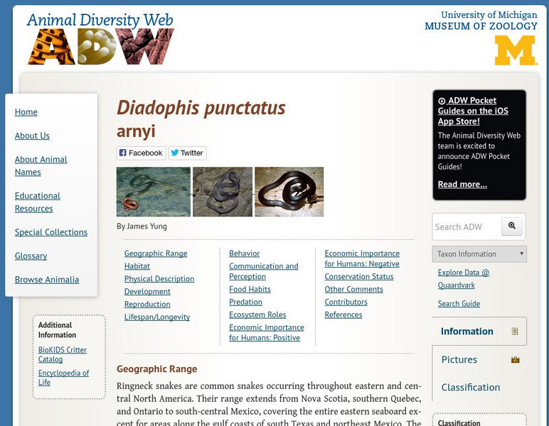 Animal Diversity Web: Ring Necked Snake Handout Animal Diversity Web: Ring Necked Snake Handout
