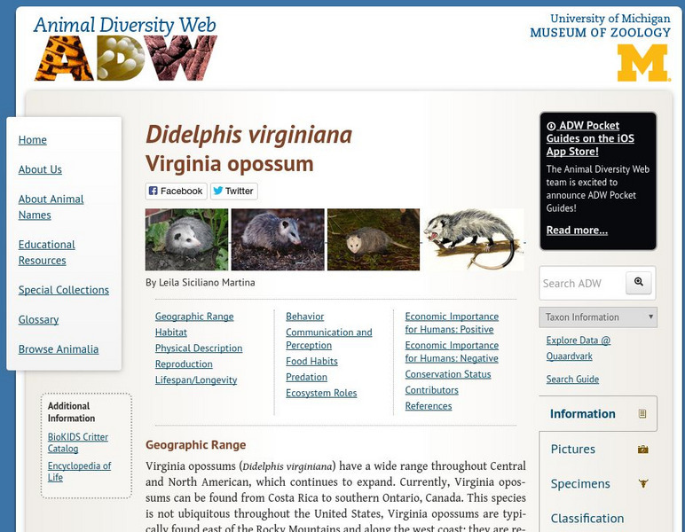 Animal Diversity Web: Virginia Opossum Handout Animal Diversity Web: Virginia Opossum Handout