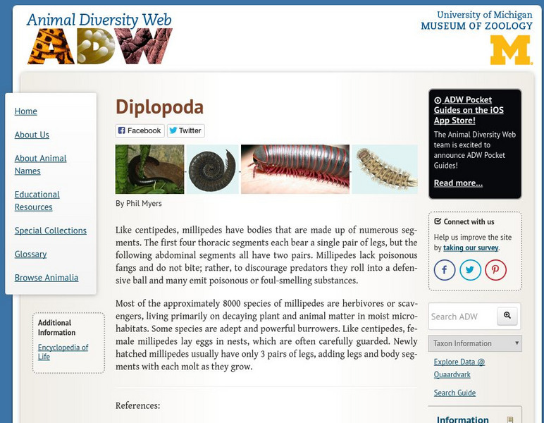 Animal Diversity Web: Millipede Handout Animal Diversity Web: Millipede Handout