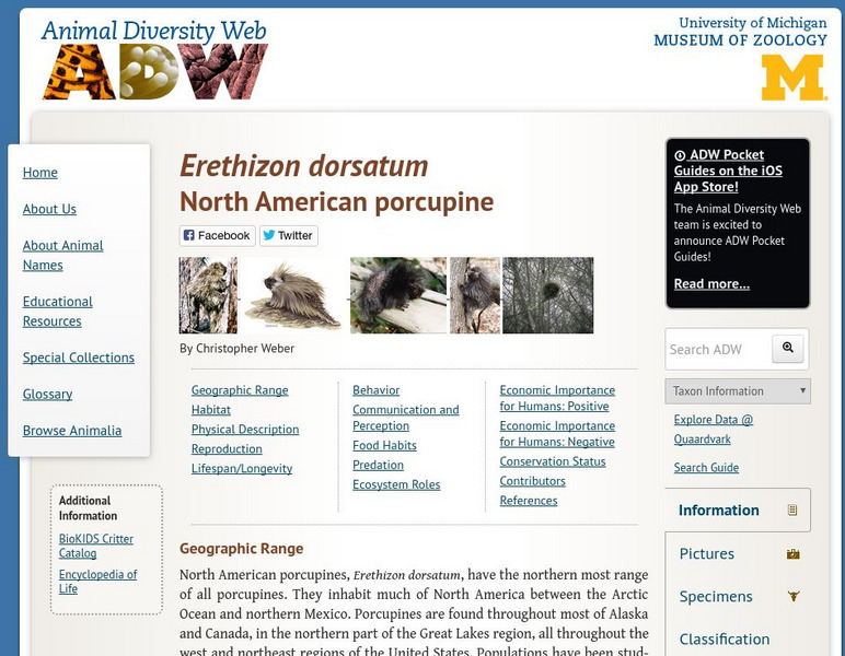 Animal Diversity Web: North American Porcupine Handout Animal Diversity Web: North American Porcupine Handout