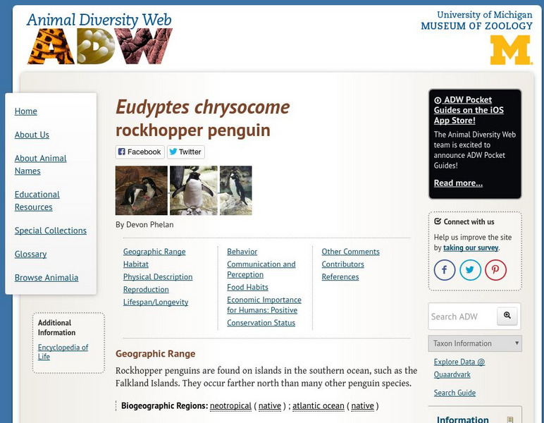 Animal Diversity Web: Rockhopper Penguin Handout