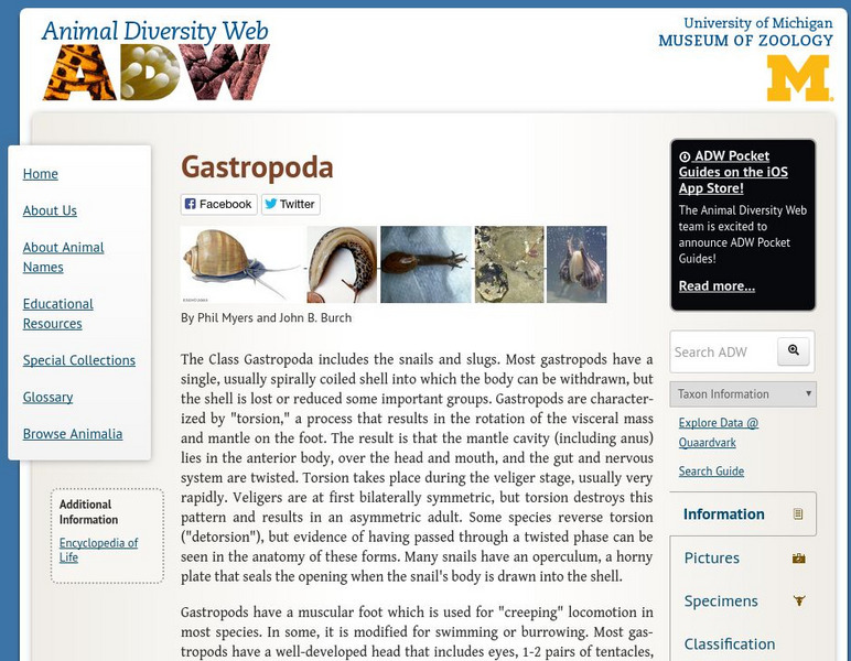 Animal Diversity Web: Gastropods Handout Animal Diversity Web: Gastropods Handout