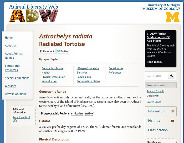 Animal Diversity Web: Geochelone Radiata (Radiated Tortoise) Handout Animal Diversity Web: Geochelone Radiata (Radiated Tortoise) Handout