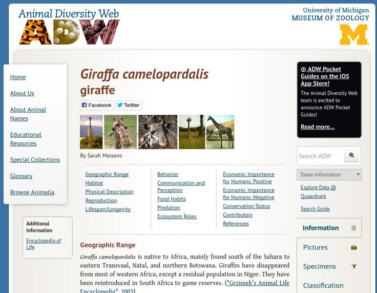 Animal Diversity Web: Giraffe Handout Animal Diversity Web: Giraffe Handout