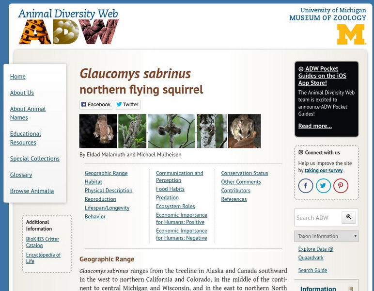 Animal Diversity Web: Northern Flying Squirrel Handout Animal Diversity Web: Northern Flying Squirrel Handout