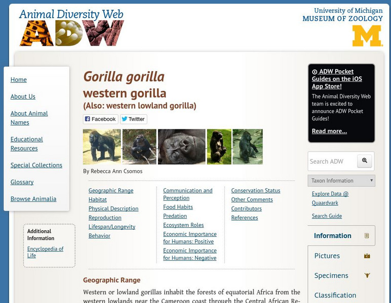 Animal Diversity Web: Lowland Gorilla Handout Animal Diversity Web: Lowland Gorilla Handout