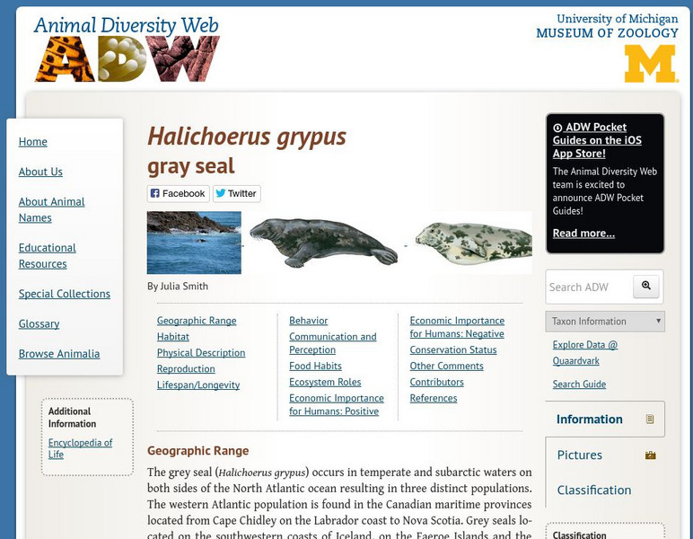 Animal Diversity Web: Gray Seal Handout