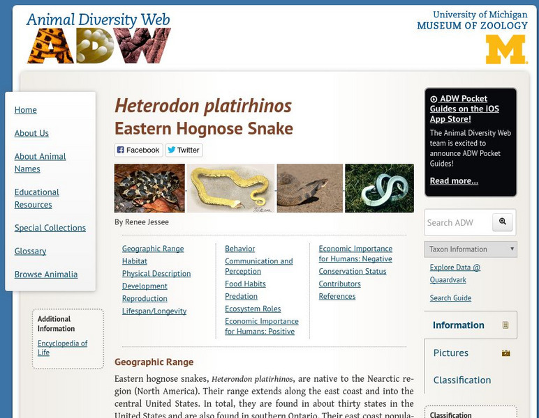 Animal Diversity Web: Eastern Hog Nosed Snake Handout Animal Diversity Web: Eastern Hog Nosed Snake Handout