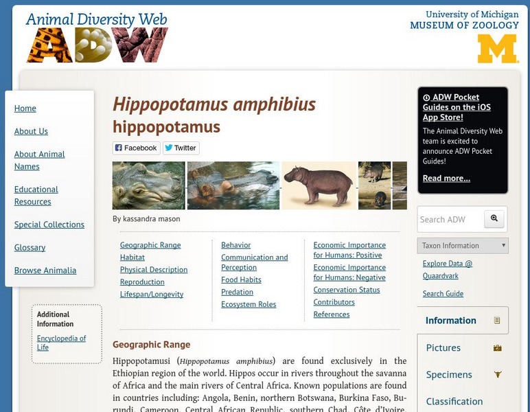 Animal Diversity Web: Hippopotamus Handout