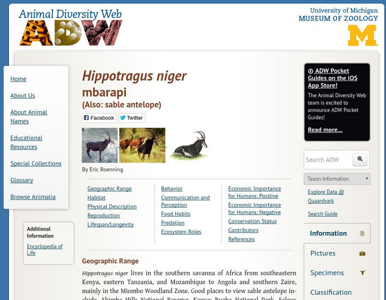Animal Diversity Web: Sable Handout Animal Diversity Web: Sable Handout