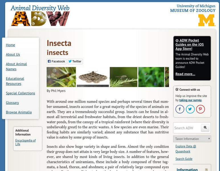 Animal Diversity Web: Class Insecta Handout Animal Diversity Web: Class Insecta Handout