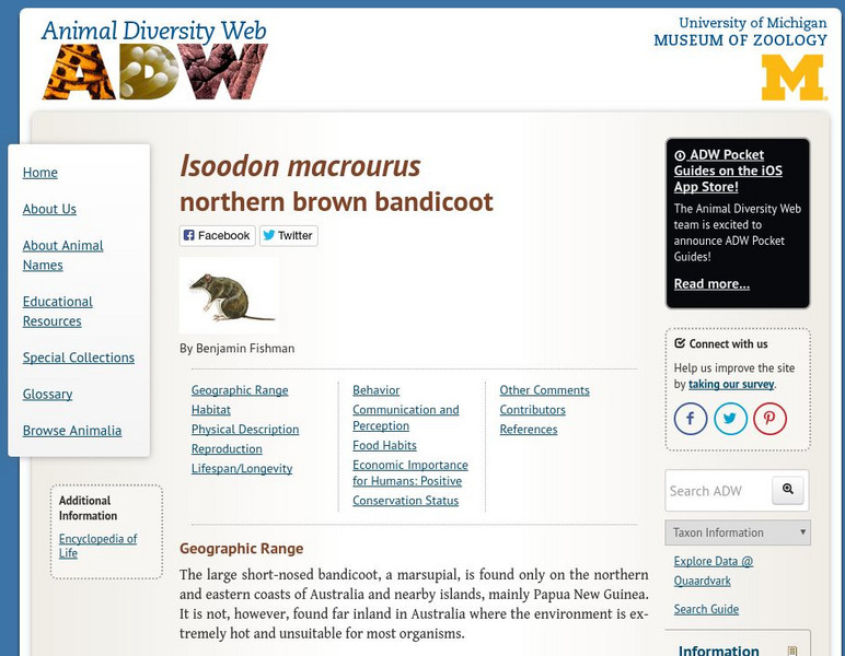 Animal Diversity Web: Isoodon Marcrourus Handout Animal Diversity Web: Isoodon Marcrourus Handout