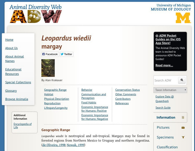 Animal Diversity Web: Margay Handout